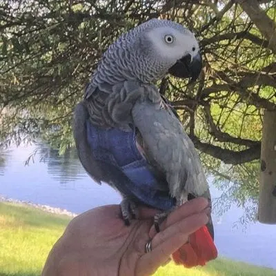 Denim FeatherWear FlightSuit™