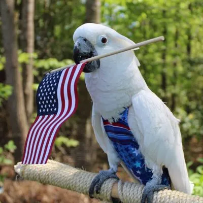 Fireworks FeatherWear FlightSuit™