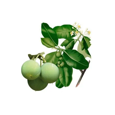 Foraha Tamanu Organic Carrier Oil (Calophyllum inophyllum)