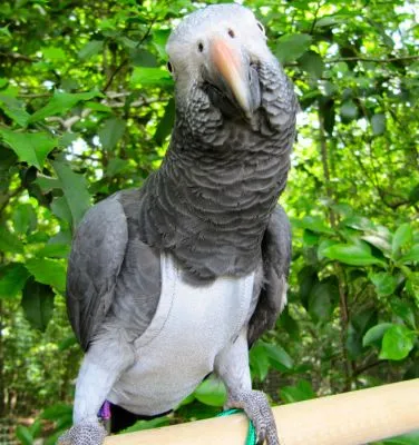 Grey FeatherWear FlightSuit™