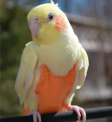 Orange FeatherWear FlightSuit™