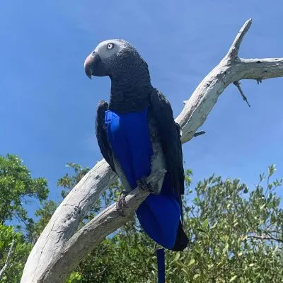 Royal Blue FeatherWear FlightSuit™