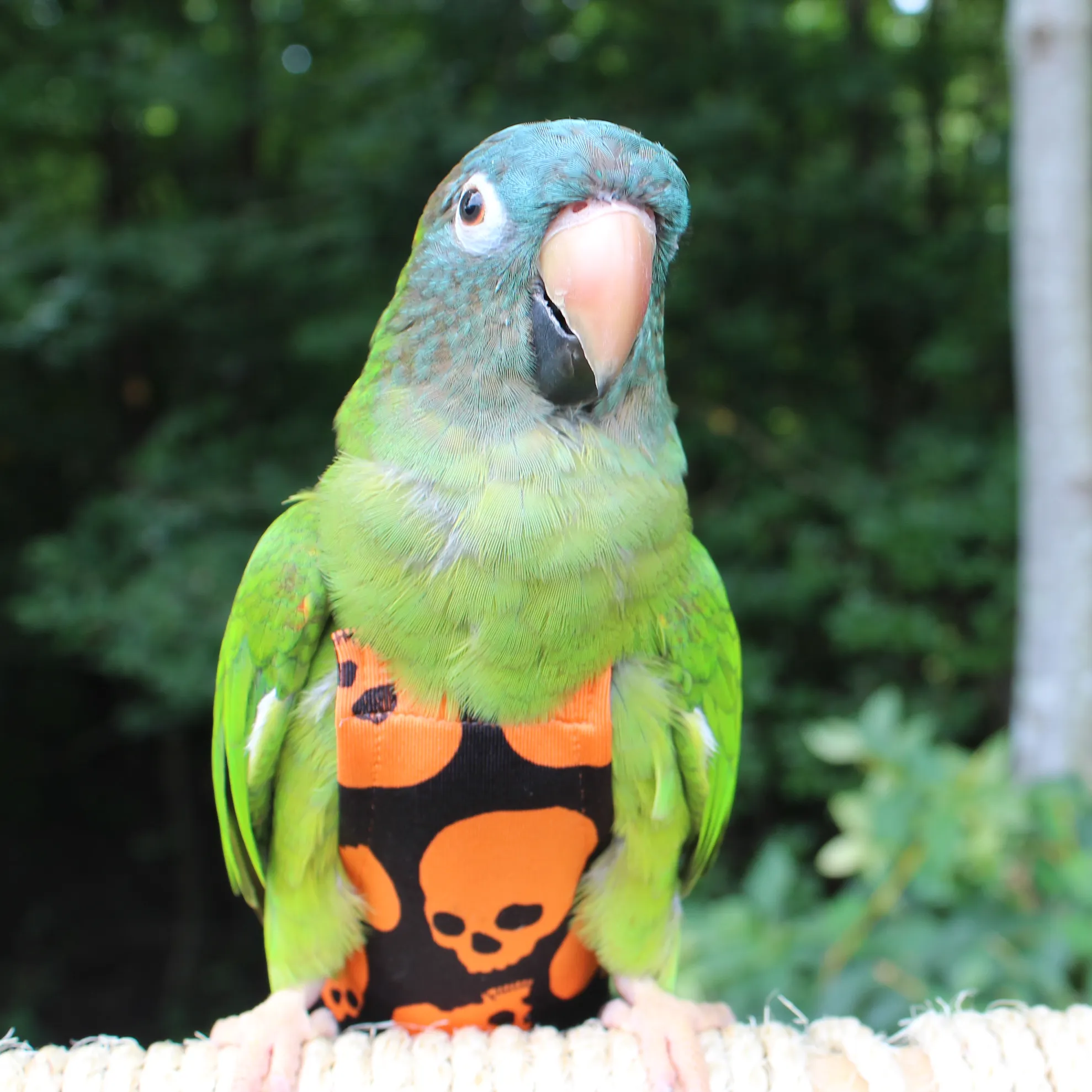 Scary Skulls FeatherWear FlightSuit™