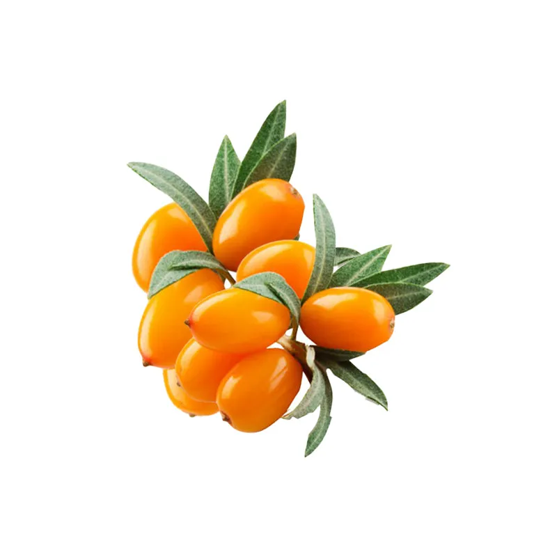 Sea Buckthorn Organic Carrier Oil